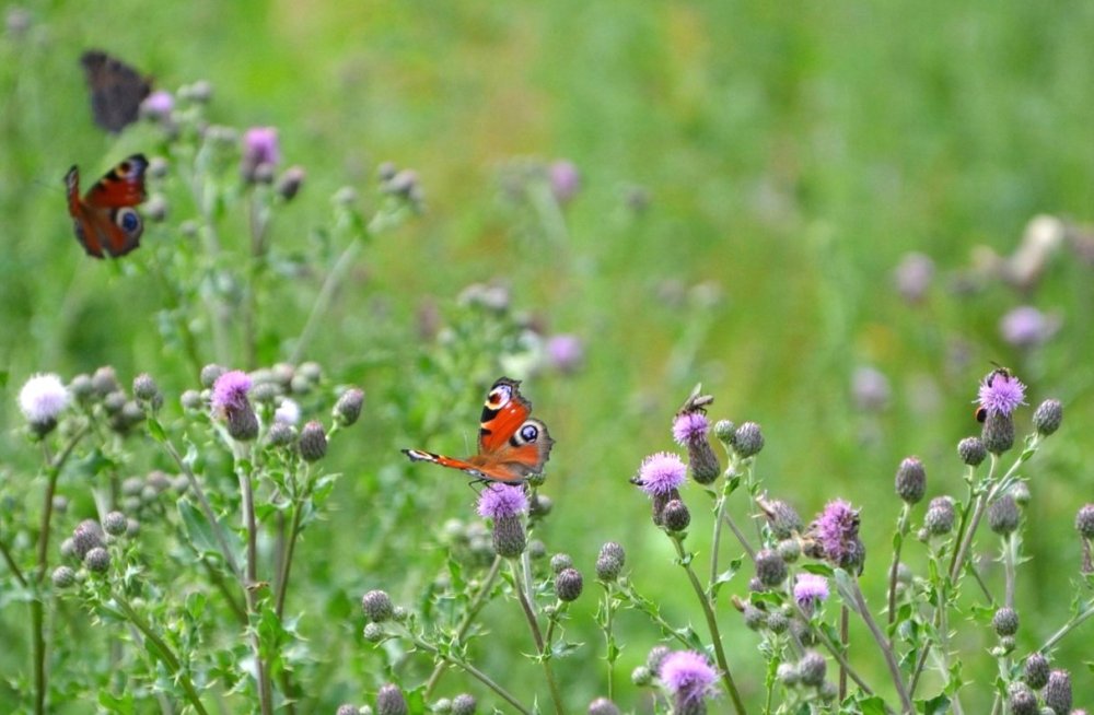 Opylovači a jejich důležitost