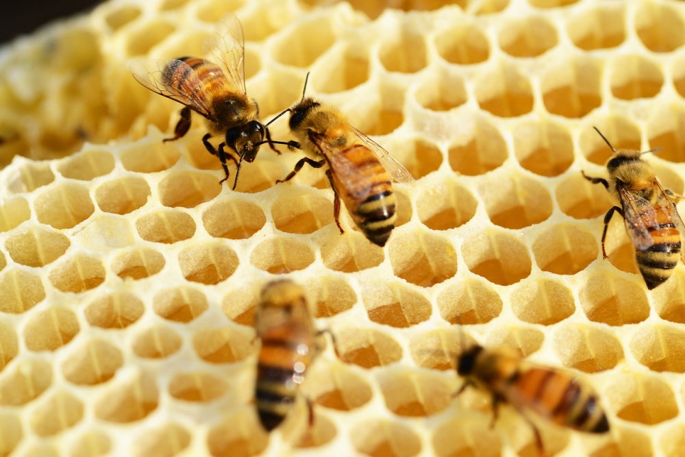 včely staví plástev ze včelího vosku