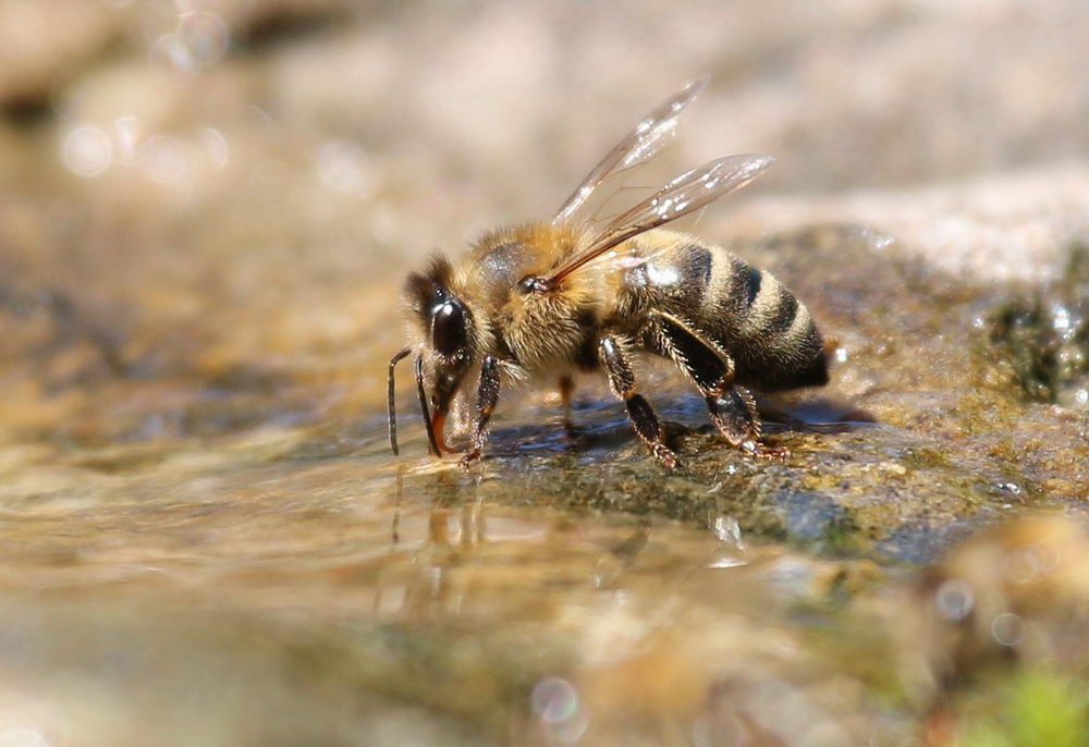 včela u vody