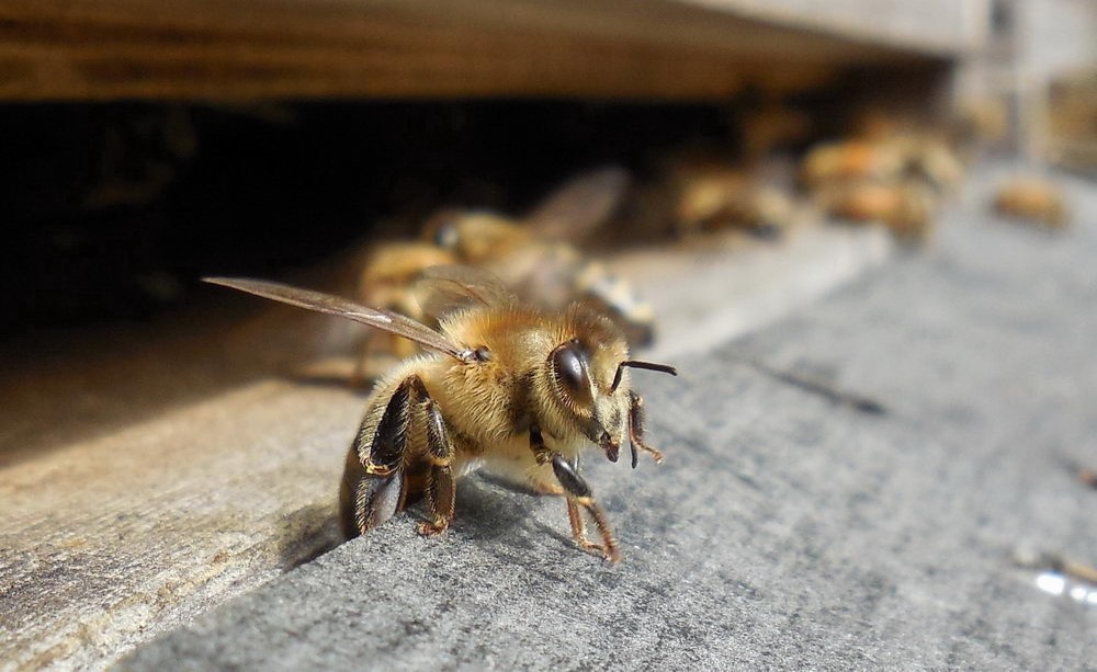 první vylétnutí včely z úlu
